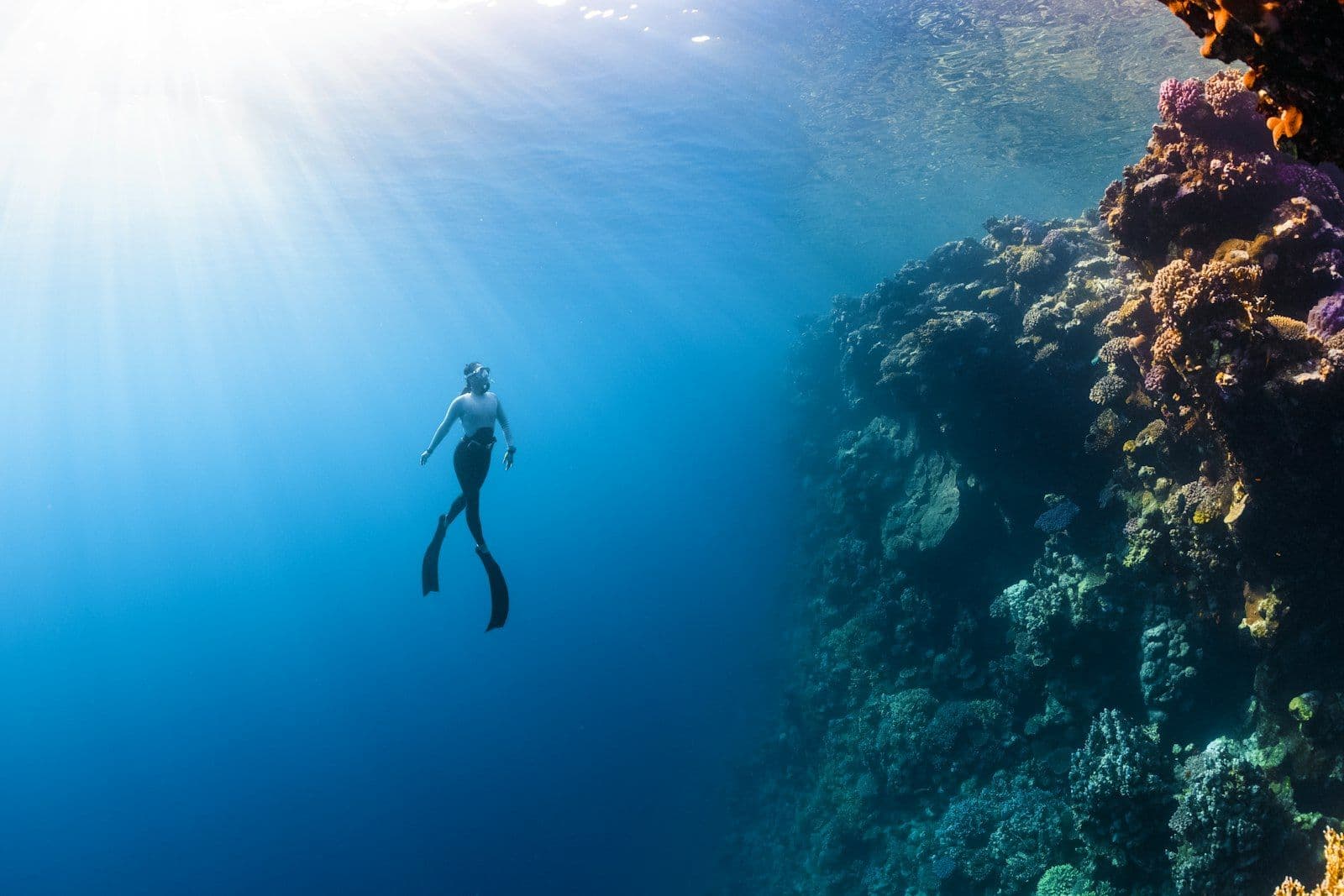Reef Discovery Dive